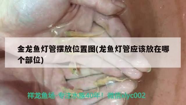 金龍魚燈管擺放位置圖(龍魚燈管應該放在哪個部位)（金龍魚、紅龍魚燈管擺放位置圖）
