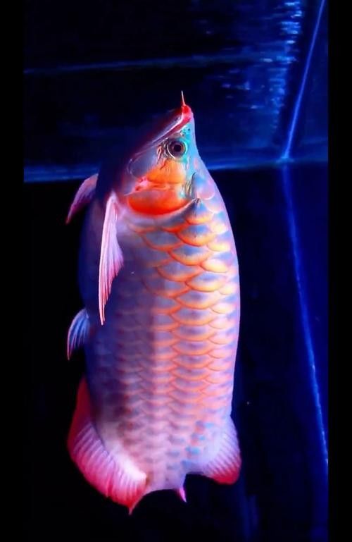 推薦一些高清龍魚壁紙（高清龍魚壁紙推薦）