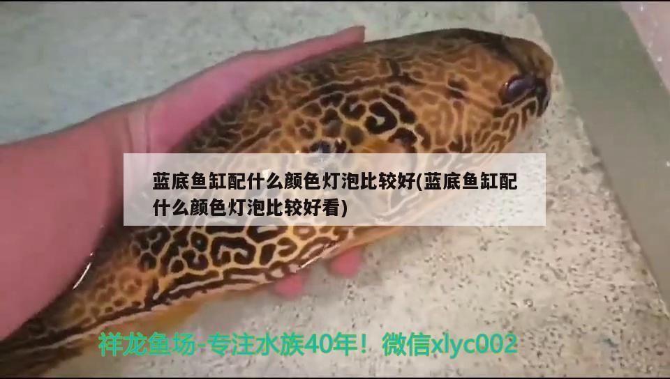 藍底魚缸配什么顏色燈泡比較好(藍底魚缸配什么顏色燈泡比較好看)（藍底魚缸配什么顏色燈泡比較好） 藍底魚缸配什么顏色燈泡比較好(藍底魚缸配什么顏色燈泡比較好看)（藍底魚缸配什么顏色燈泡比較好） 觀賞魚百科
