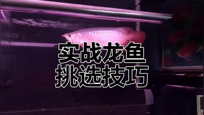 如何判斷高鰭龍魚的品相（怎么判斷高鰭龍魚的品相）