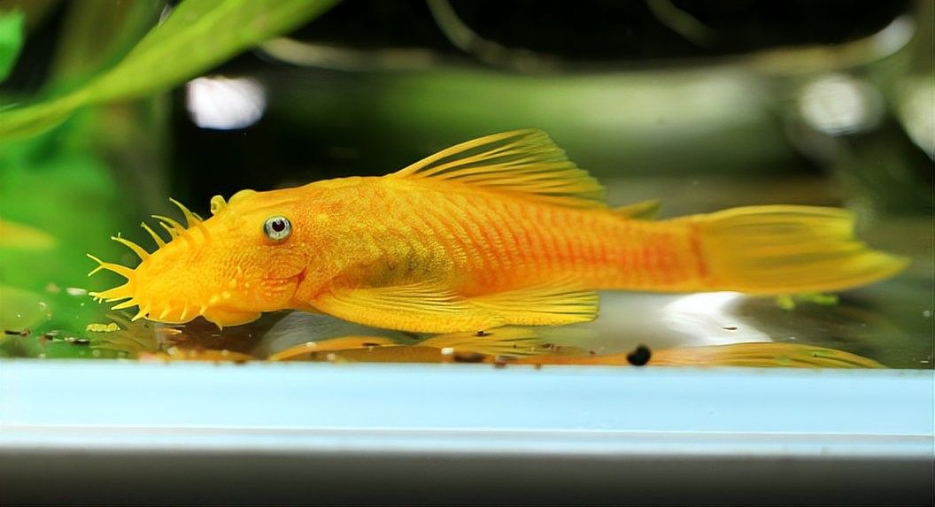 飛鳳魚和黃金大帆魚能混養(yǎng)嗎？（飛鳳魚和黃金大帆魚可以混養(yǎng)嗎）