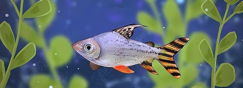 飛鳳魚和黃金大帆魚能混養(yǎng)嗎？（飛鳳魚和黃金大帆魚可以混養(yǎng)嗎）
