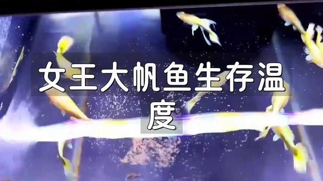 女王大帆魚的具體飼養方法（關于女王大帆魚飼養的基本指南） 女王大帆魚的具體飼養方法（關于女王大帆魚飼養的基本指南） 龍魚百科