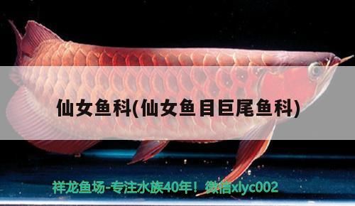 仙女魚科(仙女魚目巨尾魚科)（仙女魚目巨尾魚科成員的繁殖習(xí)性相當(dāng)獨特）