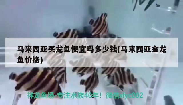 馬來西亞買龍魚便宜嗎多少錢(馬來西亞金龍魚價格)（馬來西亞買龍魚便宜嗎）