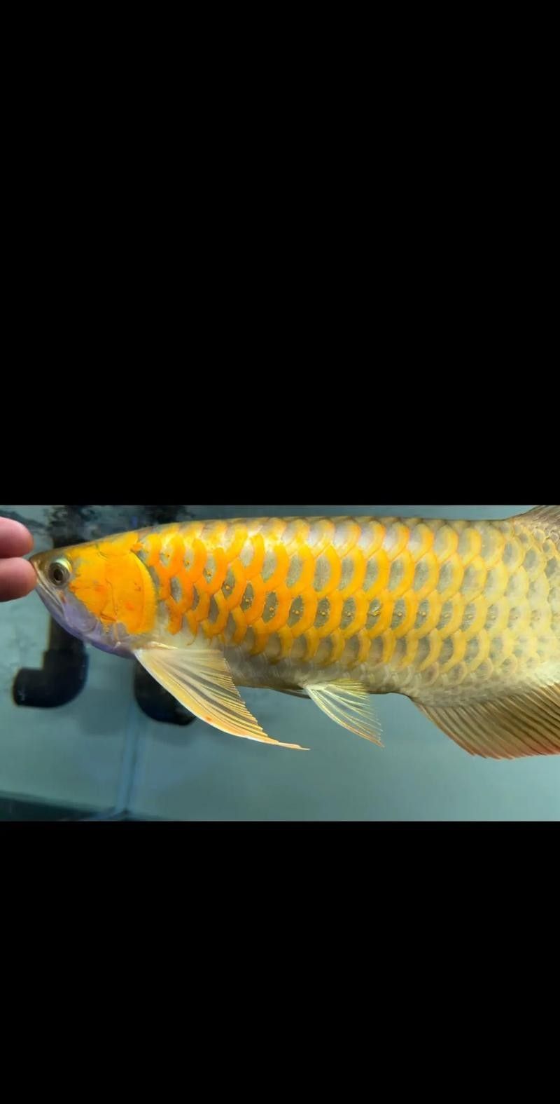 給我一些印尼紅龍魚發色的對比圖（印尼紅龍魚發色對比圖）