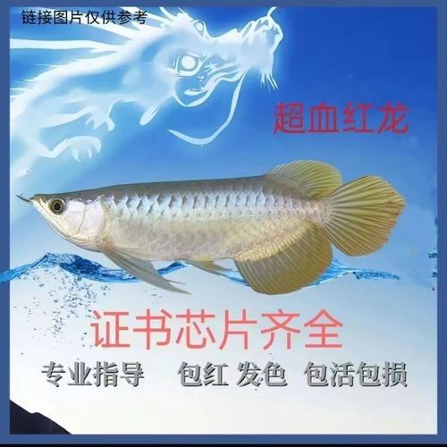 給我一些印尼紅龍魚發色的對比圖（印尼紅龍魚發色對比圖）