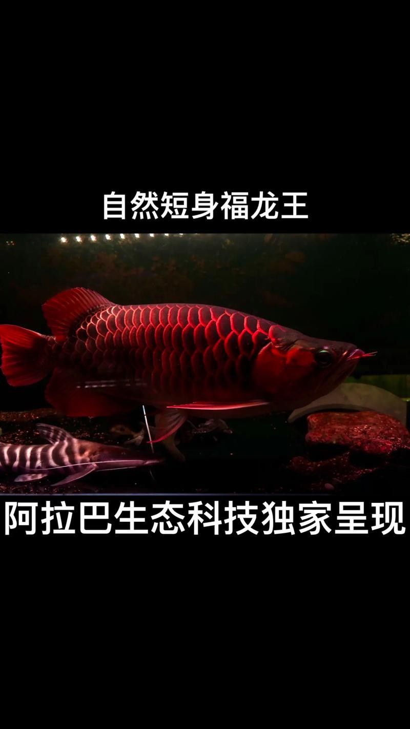 給我一些印尼紅龍魚發色的對比圖（印尼紅龍魚發色對比圖）
