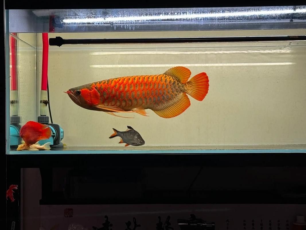 給我一些印尼紅龍魚發色的對比圖（印尼紅龍魚發色對比圖）