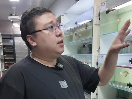 給我一些印尼紅龍魚發色的對比圖（印尼紅龍魚發色對比圖）