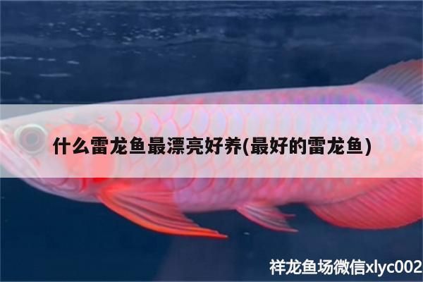 什么雷龍魚最漂亮好養(yǎng)(最好的雷龍魚)（什么雷龍魚最漂亮好養(yǎng)）