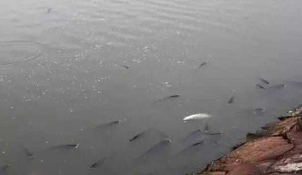 銀龍魚不吃食物怎么辦呢，銀龍魚不吃食物怎么辦？