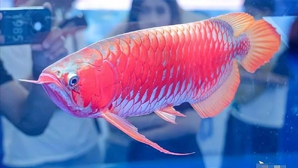 如何參與龍魚之巔的拍賣？（龍魚之巔拍賣如何出價？）