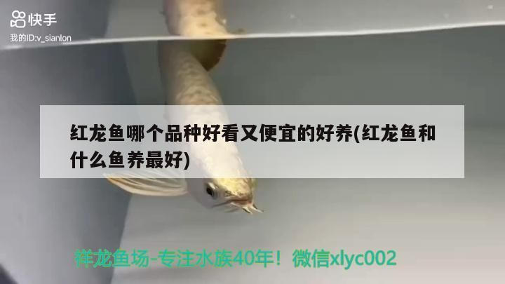 紅龍魚哪個品種好看又便宜的好養(紅龍魚和什么魚養最好)（紅龍魚哪個品種好養？）