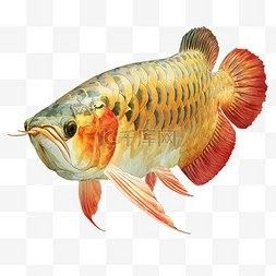 哪個(gè)平臺(tái)提供高清金龍魚(yú)壁紙下載
