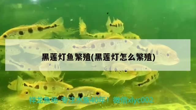 黑蓮燈魚繁殖(黑蓮燈怎么繁殖)（黑蓮燈魚怎么繁殖）