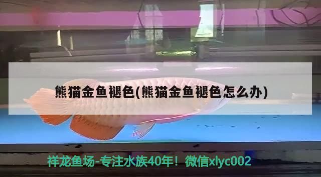 熊貓金魚(yú)褪色(熊貓金魚(yú)褪色怎么辦)