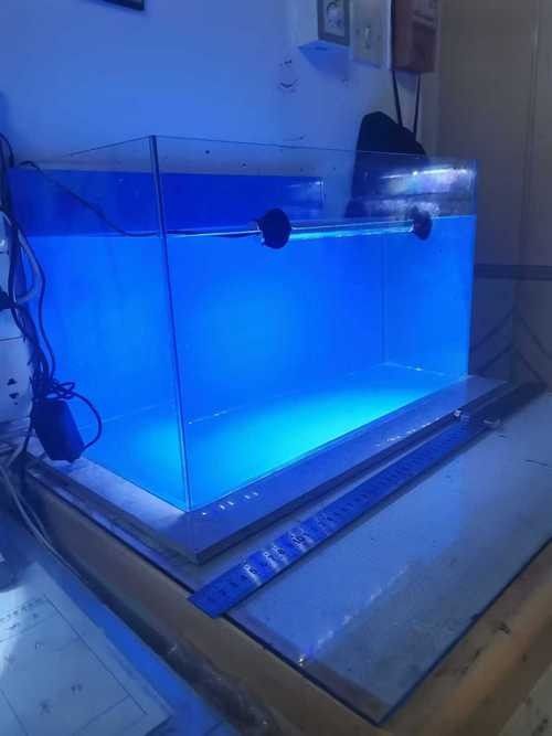 古典龍魚適合哪種誘色階段燈光