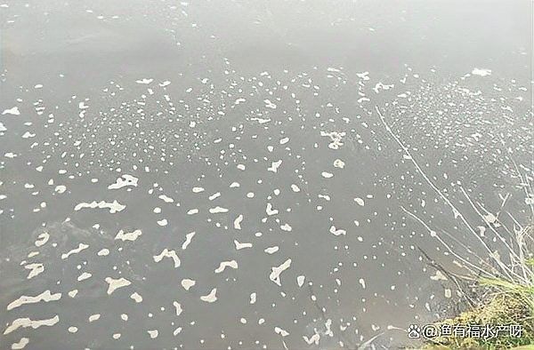 如何判斷水質是否良好？（判斷水質是否良好六個方法告訴你樂普生水產）