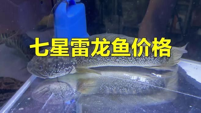 金龍魚和雷龍魚哪個更貴