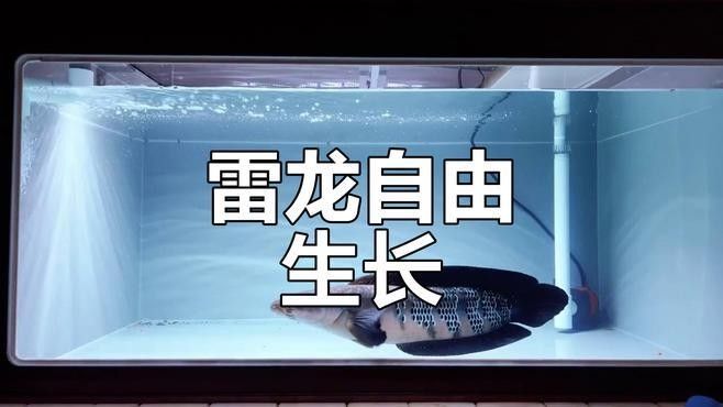金龍魚多少錢一條呀圖片，請問金龍魚多少錢一條、請問金龍魚多少錢一條呀圖片