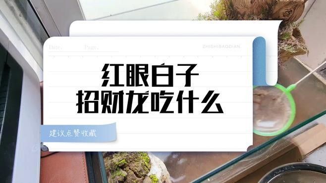 白子招財龍飼養難度大嗎？（白子招財龍的飼養難度大嗎白子招財龍飼養難度大嗎）