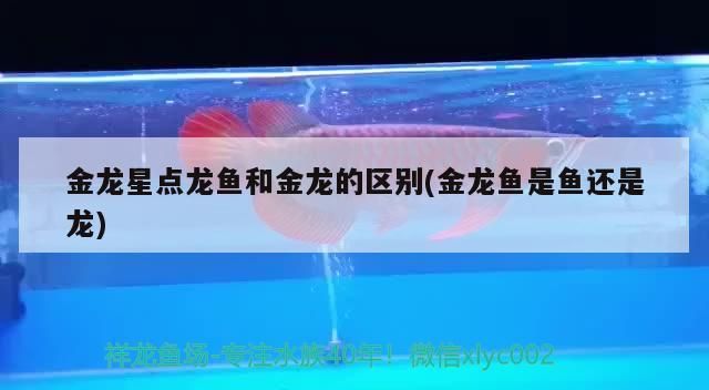金龍星點龍魚和金龍的區(qū)別(金龍魚是魚還是龍)（金龍星點龍魚和金龍星點龍魚的區(qū)別）