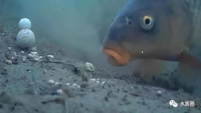龍魚喂食后多久排便