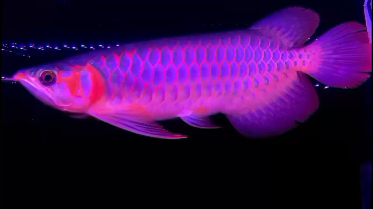 宿遷觀賞魚市場看著就舒服（宿遷觀賞魚市場）
