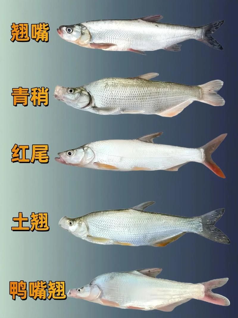 金龍魚翹嘴有哪些品種（金龍魚翹嘴哪個品種最貴）
