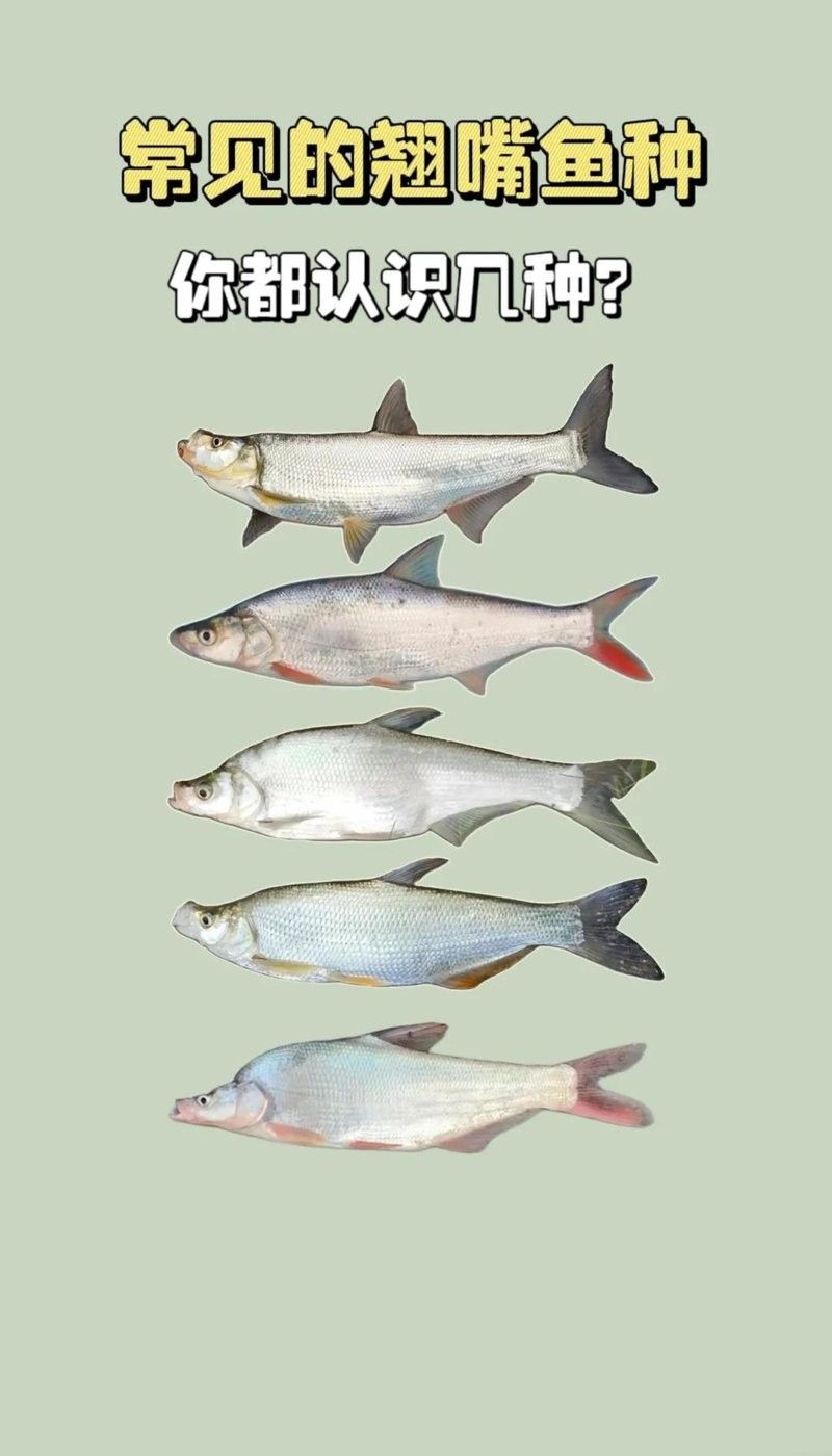 金龍魚翹嘴有哪些品種（金龍魚翹嘴哪個品種最貴）