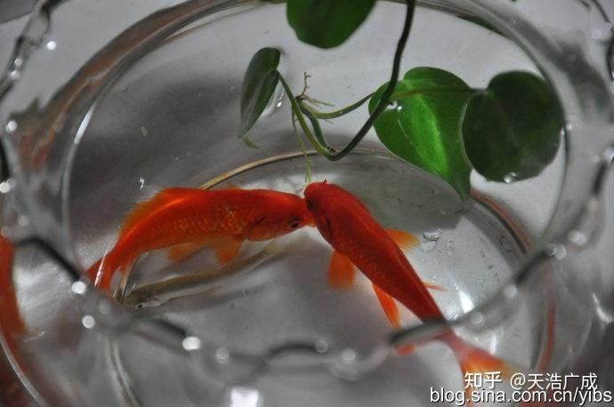 活餌投喂前需要消毒嗎（活餌投喂前是否需要消毒？）