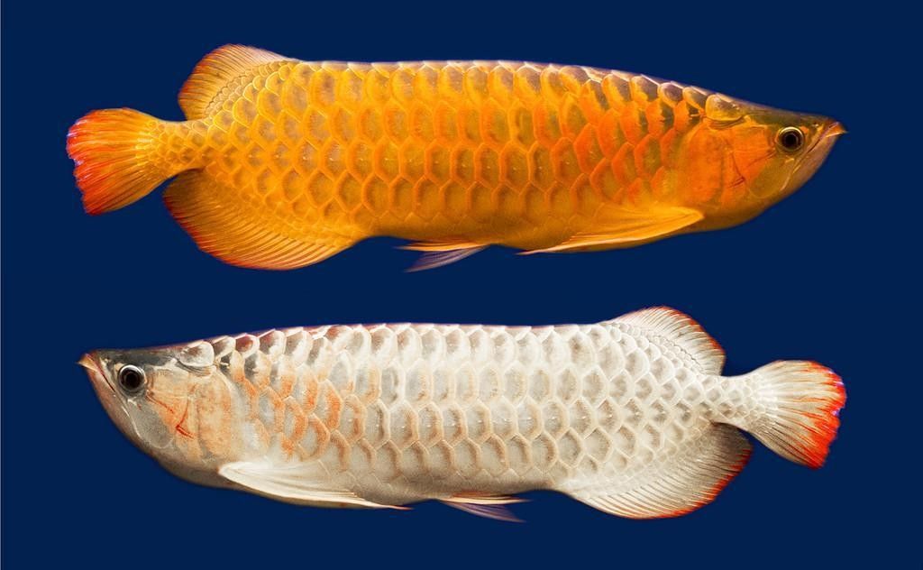 給我更多高清的黃金龍魚圖片