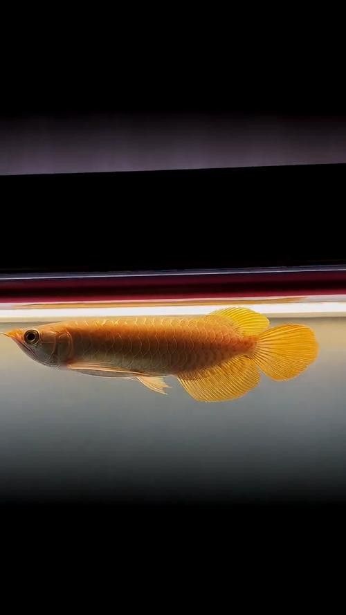 給我更多高清的黃金龍魚圖片