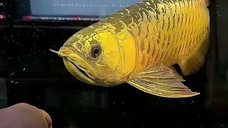 給我更多高清的黃金龍魚圖片