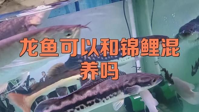 龍魚和錦鯉混養(yǎng)需要多大的魚缸（魚和錦鯉混養(yǎng)的魚缸大小取決于多種因素）