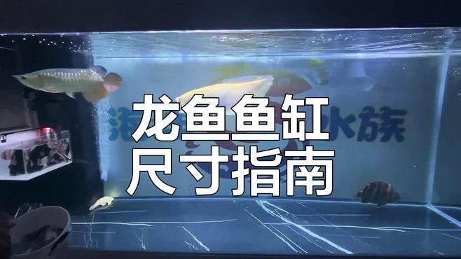 龍魚和錦鯉混養(yǎng)需要多大的魚缸（魚和錦鯉混養(yǎng)的魚缸大小取決于多種因素）