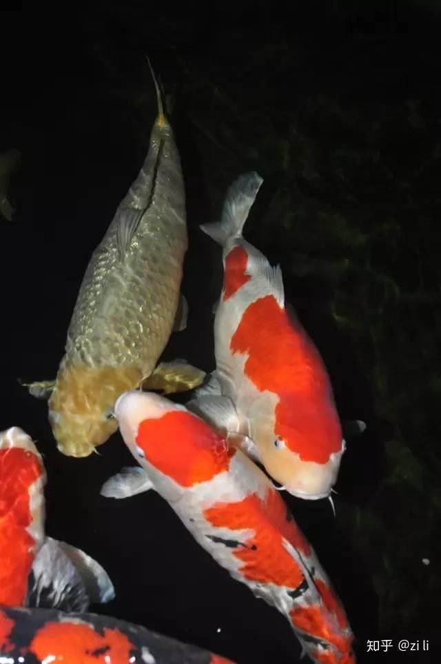 龍魚和錦鯉混養(yǎng)需要多大的魚缸（魚和錦鯉混養(yǎng)的魚缸大小取決于多種因素）