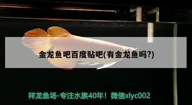 金龍魚吧百度貼吧(有金龍魚嗎?)