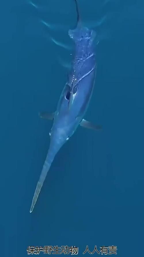 開心水族箱劍龍魚的價值如何（開心水族箱劍龍魚的價值主要體現(xiàn)在以下幾個方面）