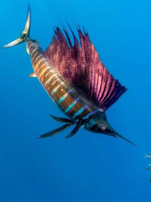 開心水族箱劍龍魚的價值如何（開心水族箱劍龍魚的價值主要體現在以下幾個方面）