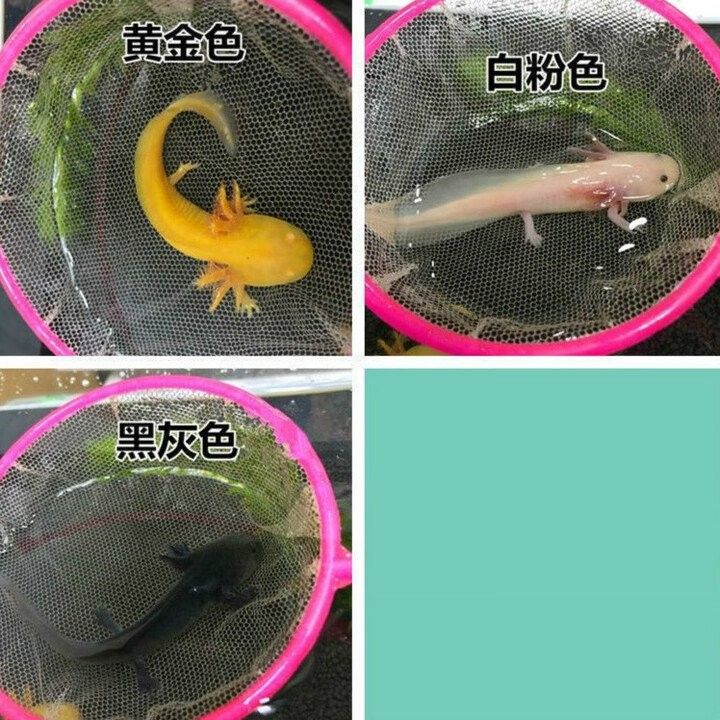 開心水族箱劍龍魚的價值如何（開心水族箱劍龍魚的價值主要體現在以下幾個方面）