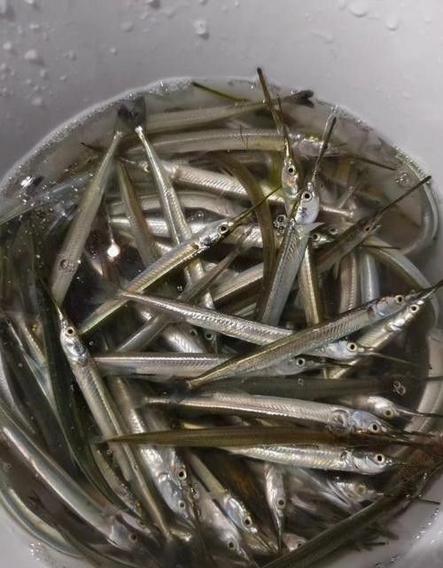 開心水族箱劍龍魚的價值如何（開心水族箱劍龍魚的價值主要體現在以下幾個方面）