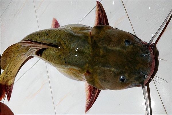 開心水族箱劍龍魚的價值如何（開心水族箱劍龍魚的價值主要體現在以下幾個方面）