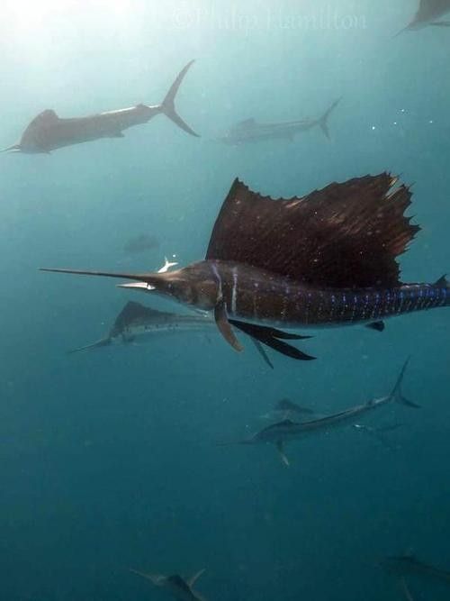 開心水族箱劍龍魚的價值如何（開心水族箱劍龍魚的價值主要體現(xiàn)在以下幾個方面）