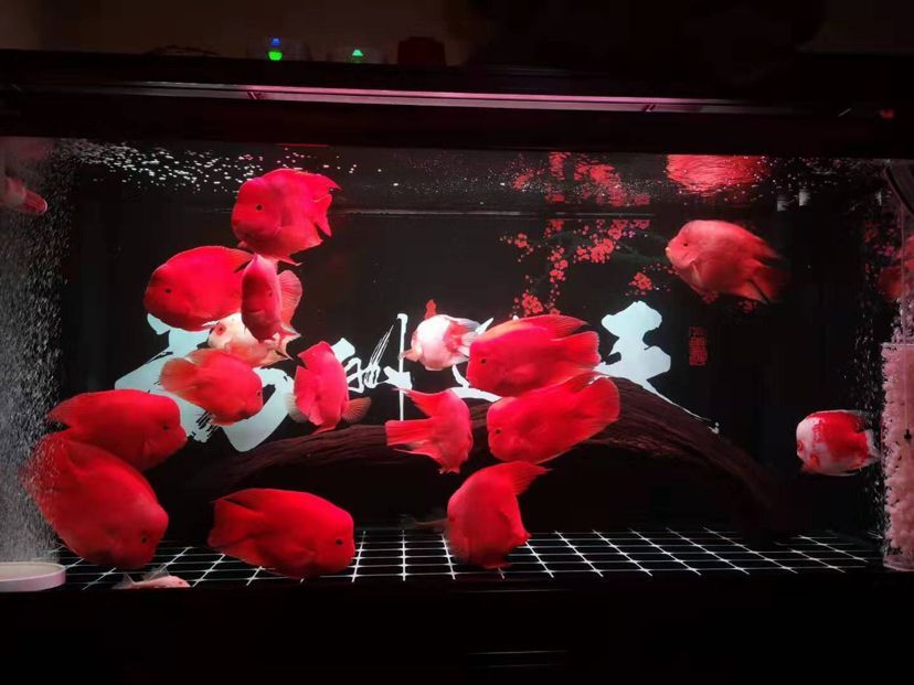 秦皇島水族館有沒有吃蛋白蟲的中型魚？（秦皇島水族館是否提供吃蛋白蟲的中型魚，這個問題的答案取決于具體的答案）