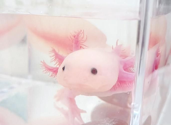 六角龍魚有哪些品種？（六角龍魚的特征和飼養要求，六角恐龍魚的特征和飼養要求）