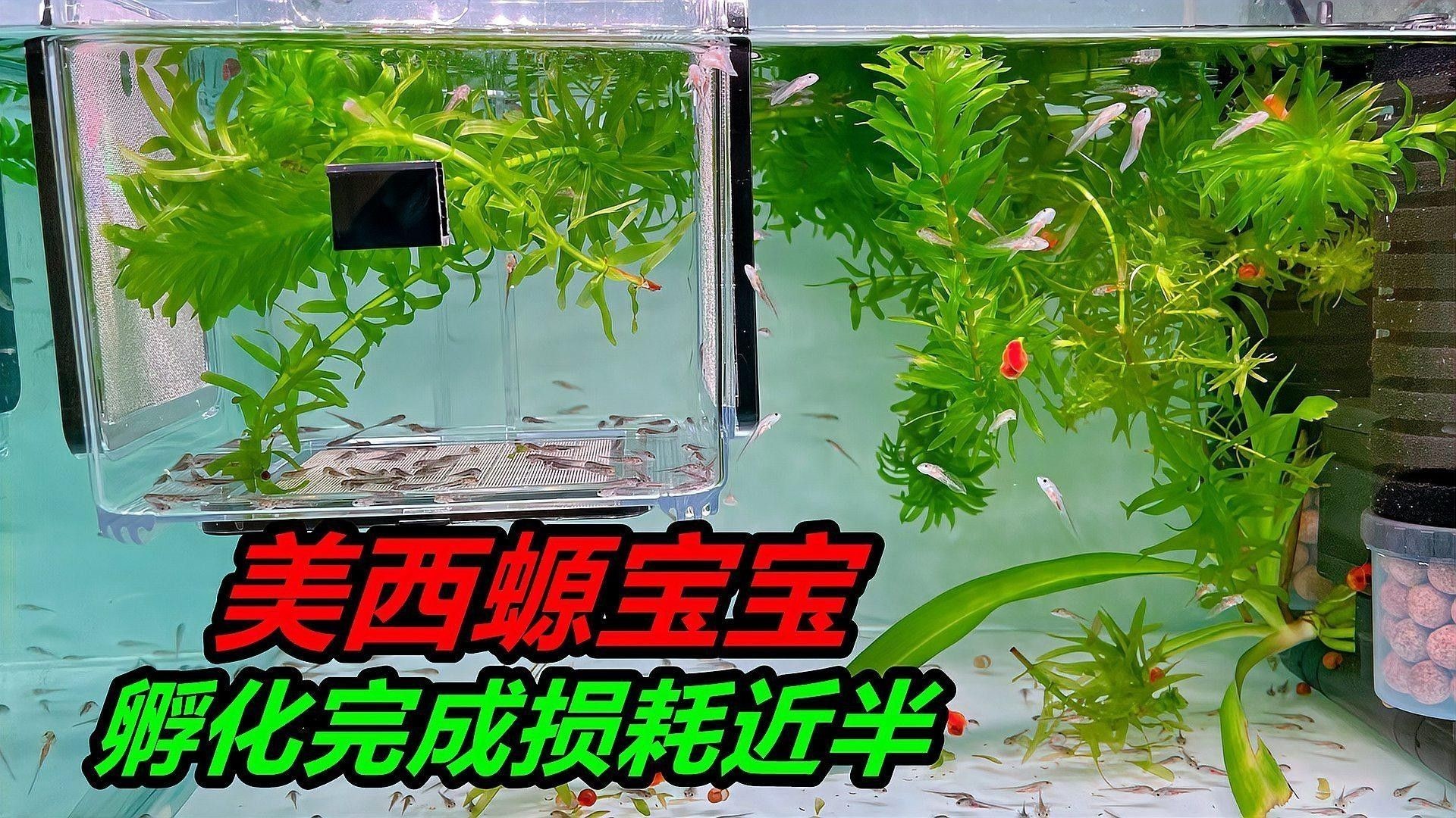 六角龍魚有哪些品種？（六角龍魚的特征和飼養要求，六角恐龍魚的特征和飼養要求）