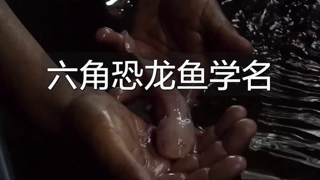 六角龍魚有哪些品種？（六角龍魚的特征和飼養要求，六角恐龍魚的特征和飼養要求）