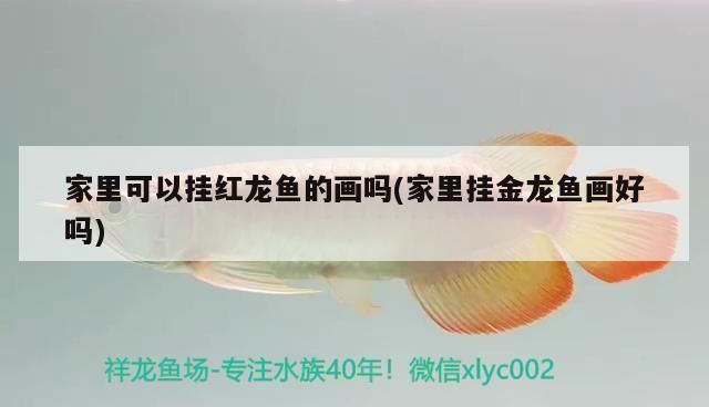 成吉思汗鯊和龍魚能一起養嗎(銀龍魚和成吉思汗鯊可以混養嗎)